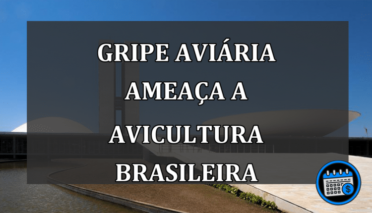 Gripe Aviária Ameaça a Avicultura Brasileira